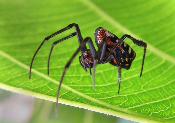 Pear-shaped Opadometa fastigata P2090844, This spider has t…