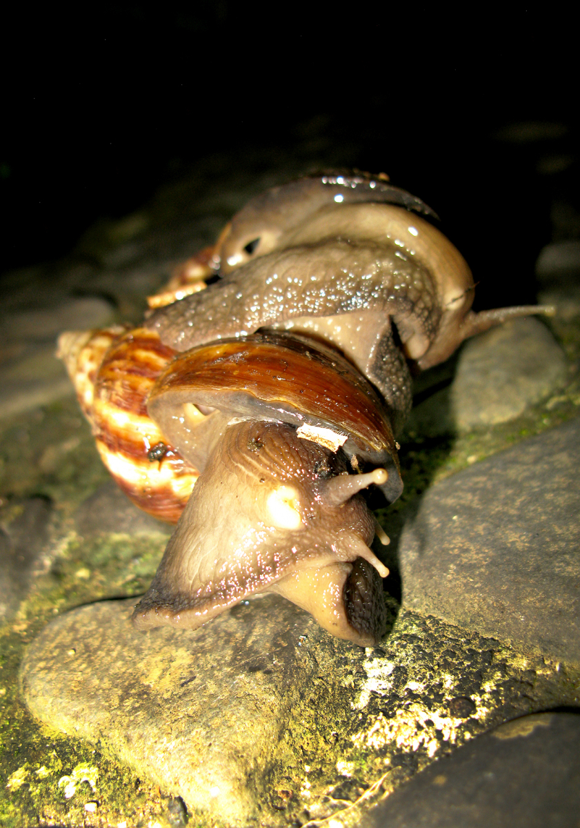 African Giant Snail (Lissachatina fulica) Bali Wildlife