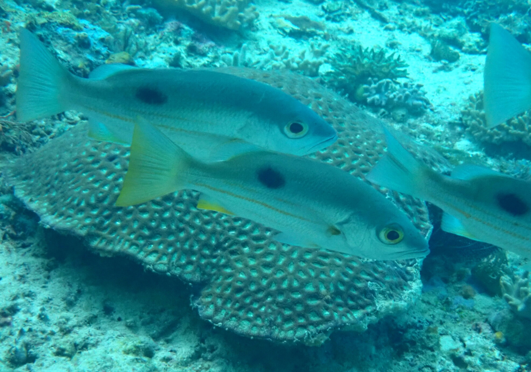 Ehrenberg's Snapper (Lutjanus ehrenbergii) Bali Wildlife
