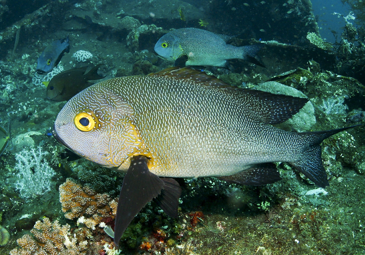 Midnight Snapper (Macolor macularis) - Bali Wildlife