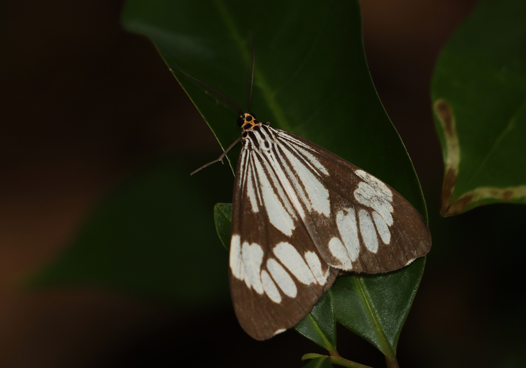 Marbled White Moth (Nyctemera coleta) - Bali Wildlife