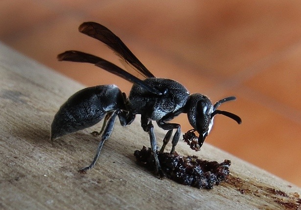 Wasp bel jinsiy aloqa