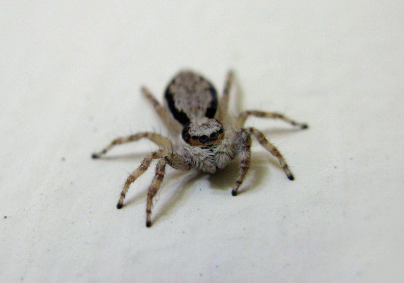 Gray Wall Jumping Spider (Menemerus bivittatus) - Bali Wildlife