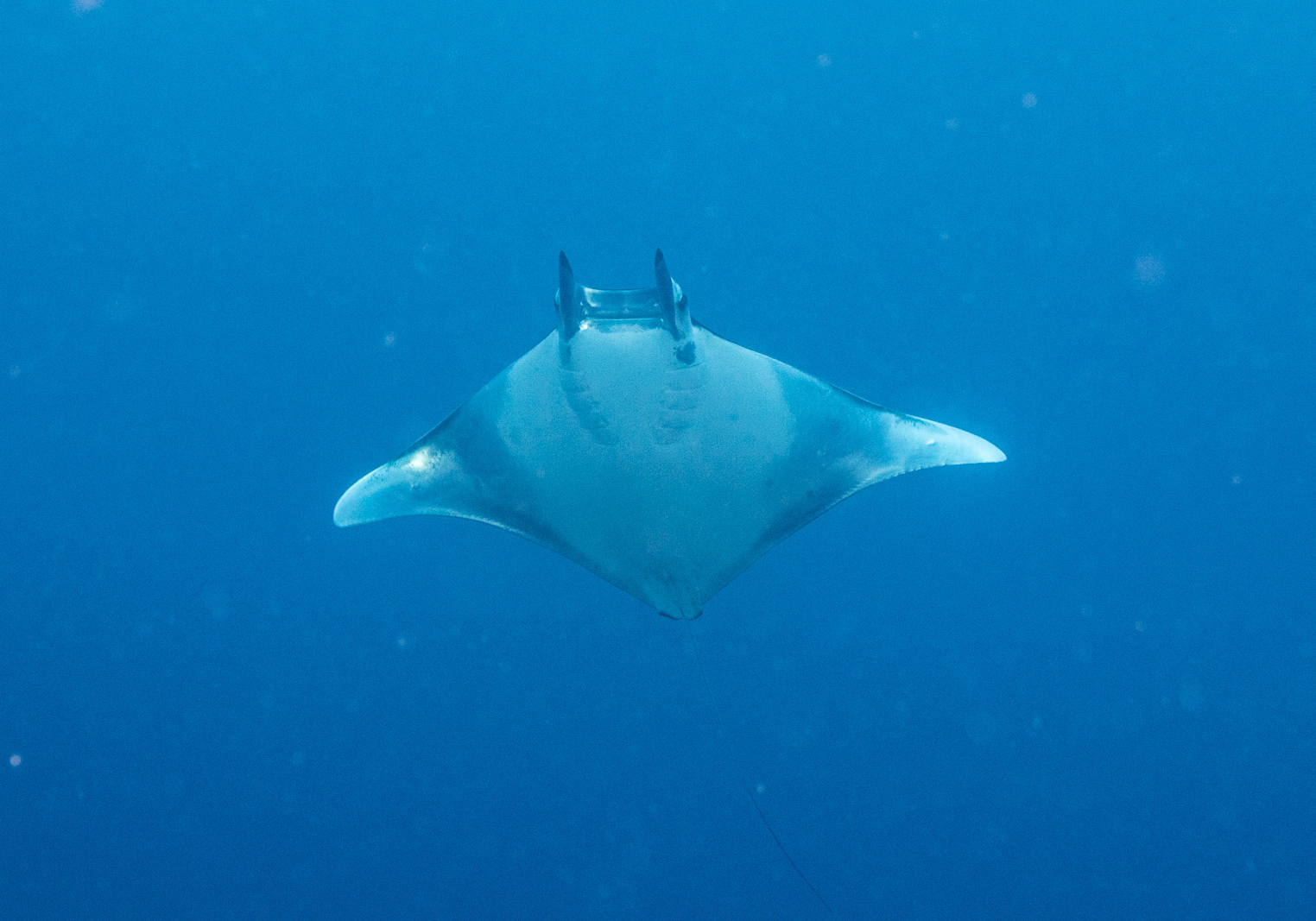 Bentfin Devil Ray (Mobula thurstoni) - Bali Wildlife