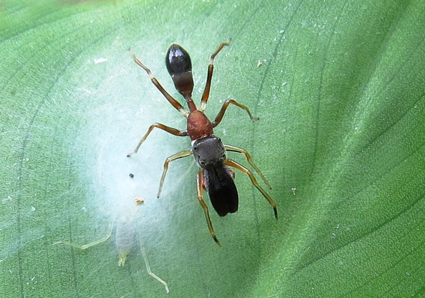 Bicolor Ant Mimick Jumping Spider (Myrmarachne melanocephala) - Bali ...