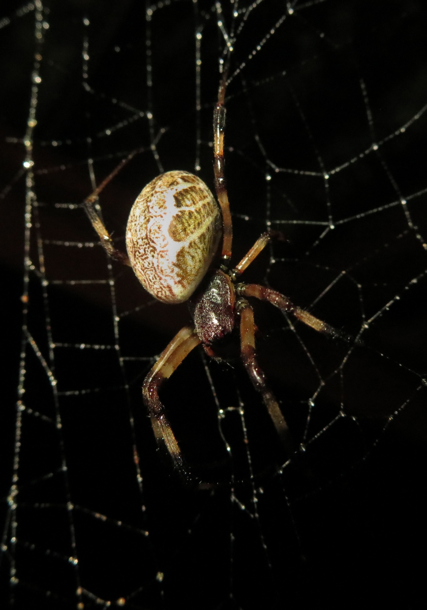 Asian Hermit Spider (Nephilengys malabarensis) Bali Wildlife