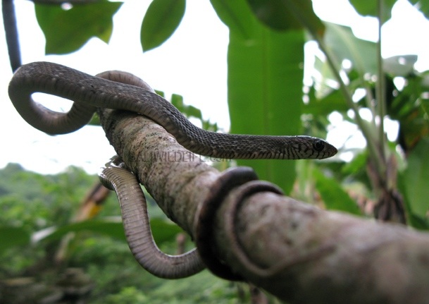 Massaj zalida porno tomosha qiling