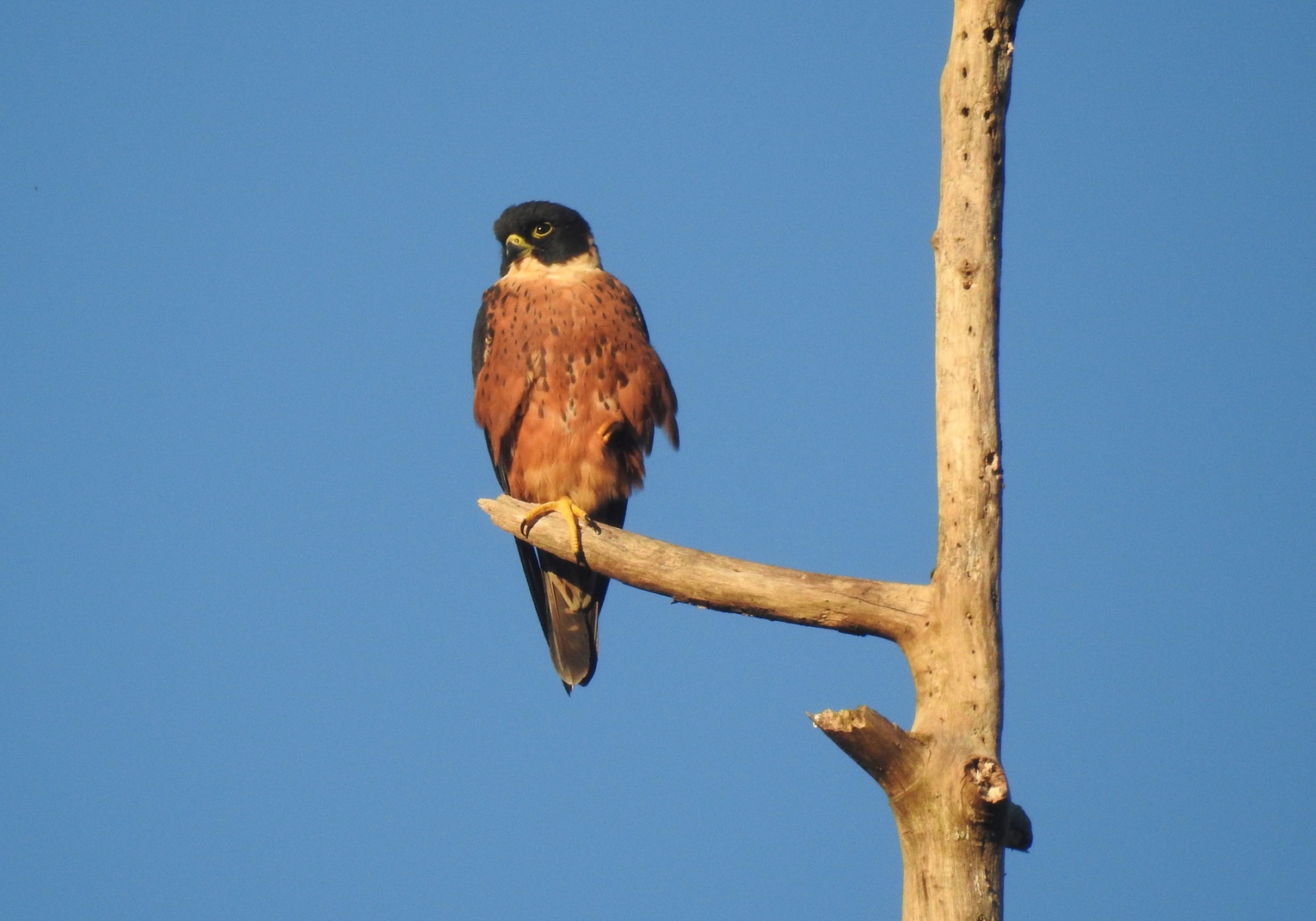 Oriental Hobby (Falco severus) - Bali Wildlife