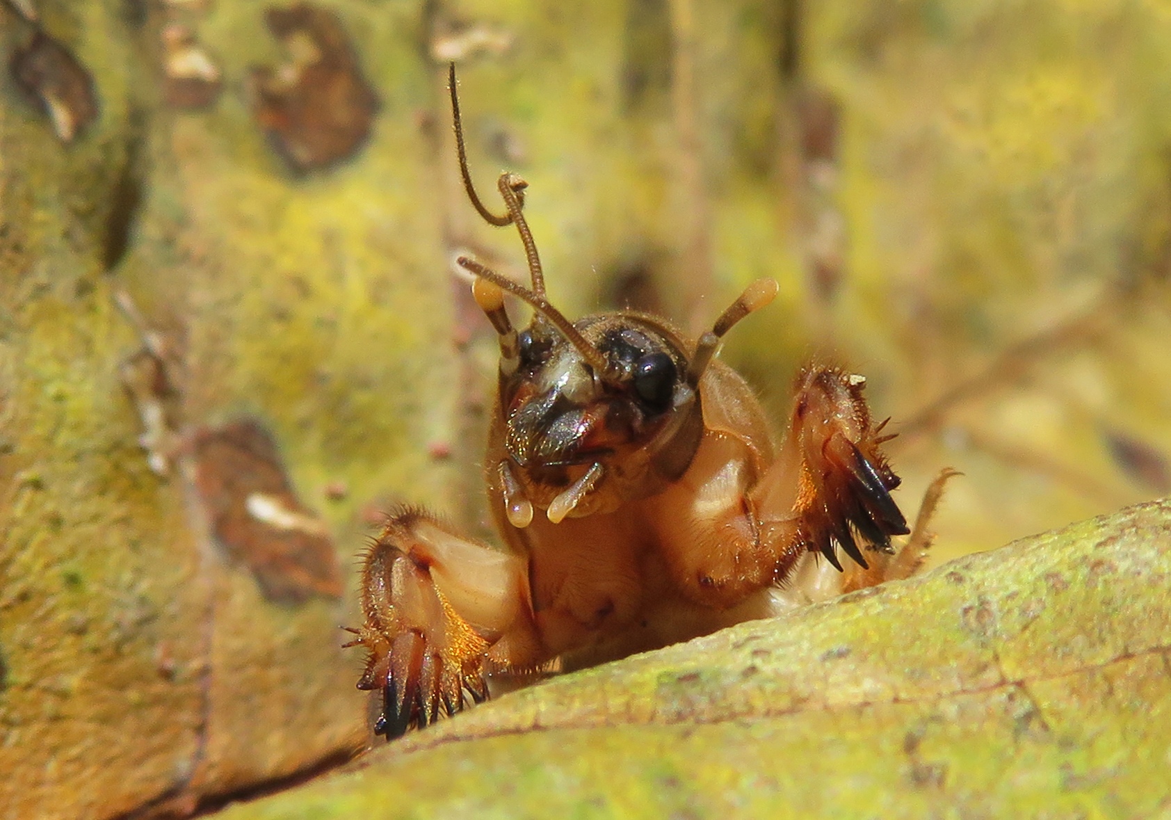 oriental-mole-cricket-gryllotalpa-orientalis-bali-wildlife