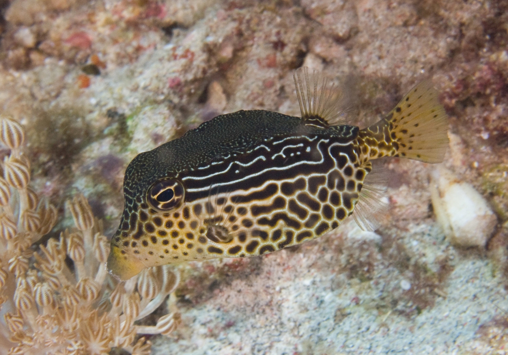 blue striped box fish (male) NYAquatic Acanthurus lineatus (Spoted box crab)