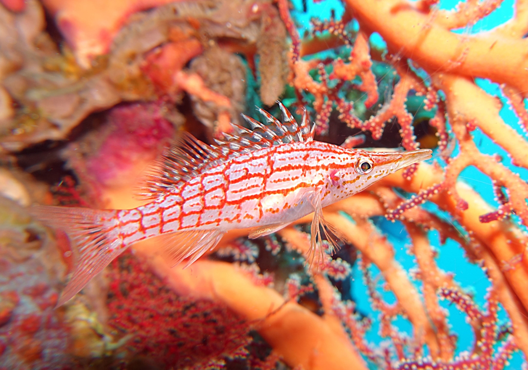 Longnose Hawkfish (Oxycirrhites typus) - Bali Wildlife