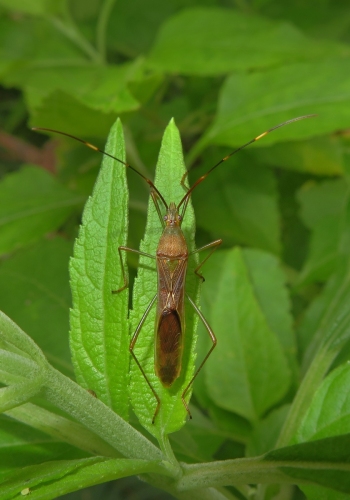 Paddy Bug (Leptocorisa acuta) - Bali Wildlife