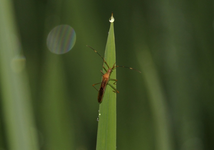 Patadi Insect Paddy Bug (Leptocorisa acuta) - Bali Wildlife