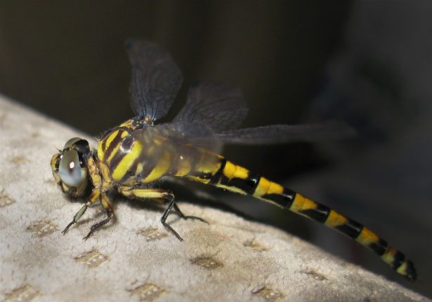 Clubtails (Paragomphus reinwardtii) - Bali Wildlife