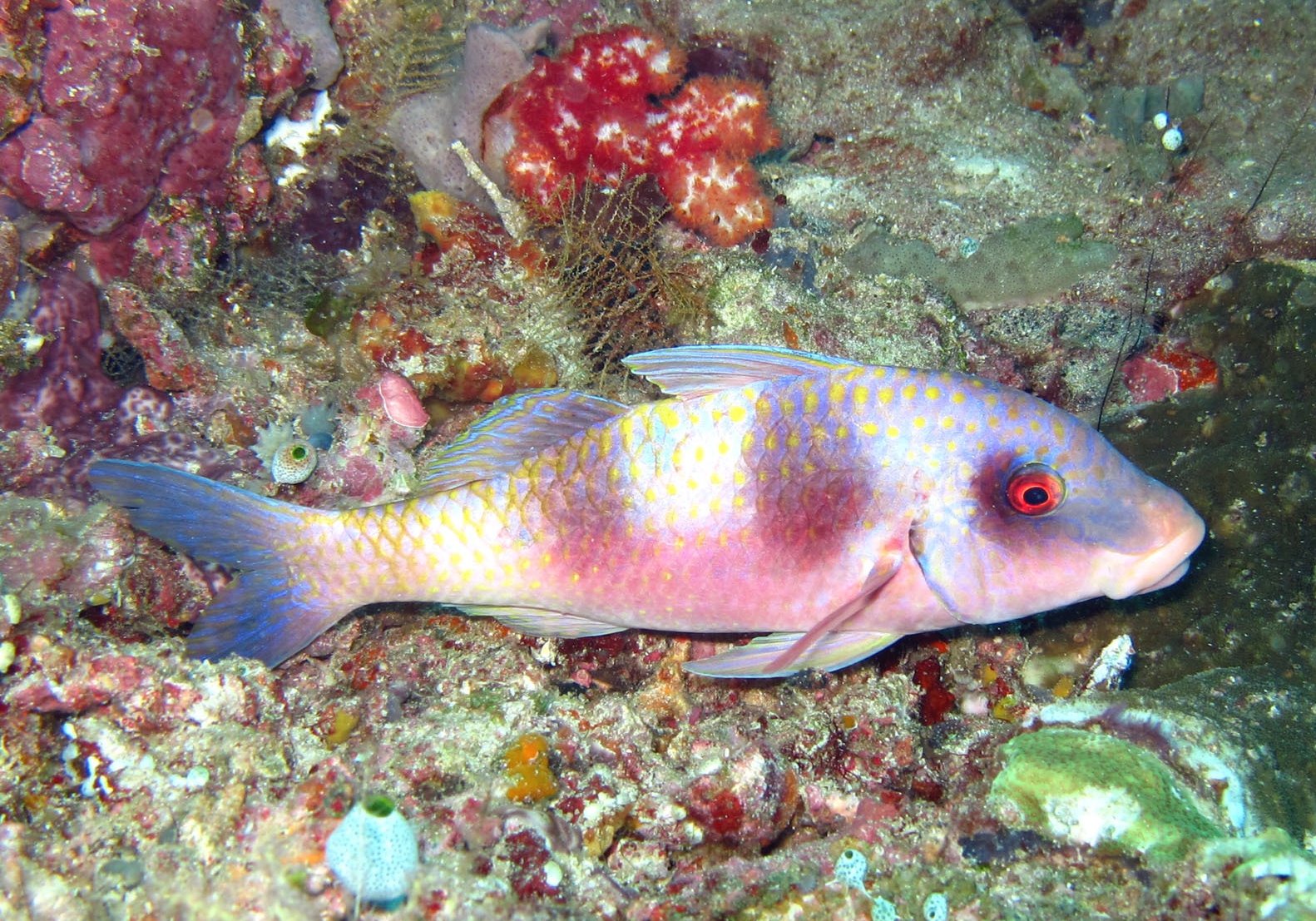 Doublebar Goatfish (parupeneus Crassilabris) - Bali Wildlife