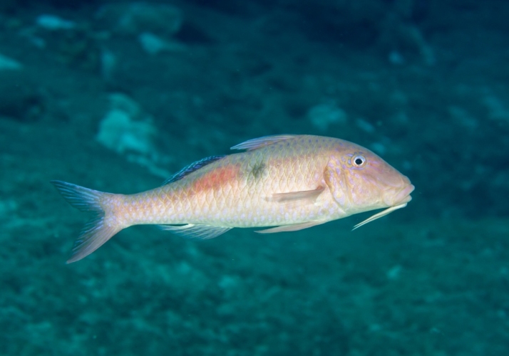 Sidespot Goatfish (Parupeneus pleurostigma) - Bali Wildlife