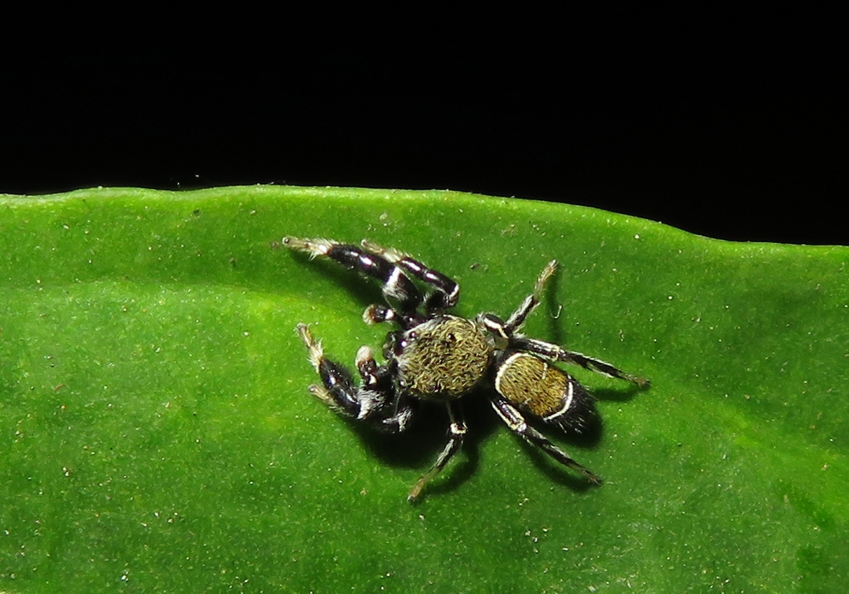 Jumping Spiders (Piranthus bakau) Bali Wildlife