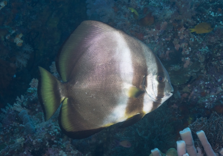 Roundfin Fish Round Batfish (Platax orbicularis) - Bali Wildlife