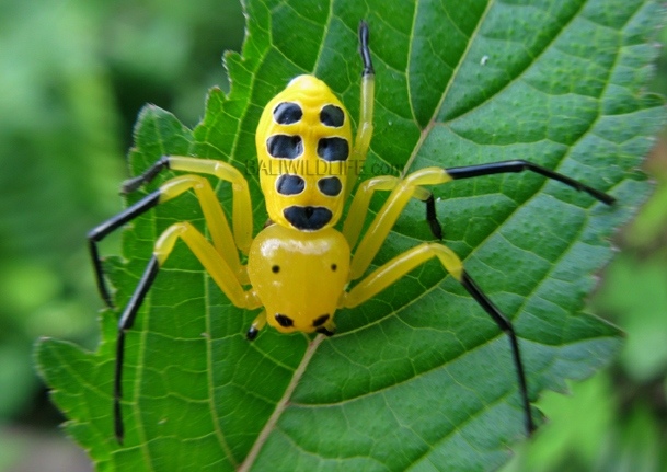 Eight spotted Crab Spider Platythomisus Octomaculatus Bali Wildlife