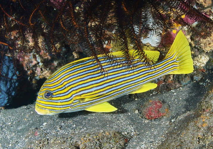 Ribbon Sweetlips (Plectorhinchus polytaenia) Bali Wildlife