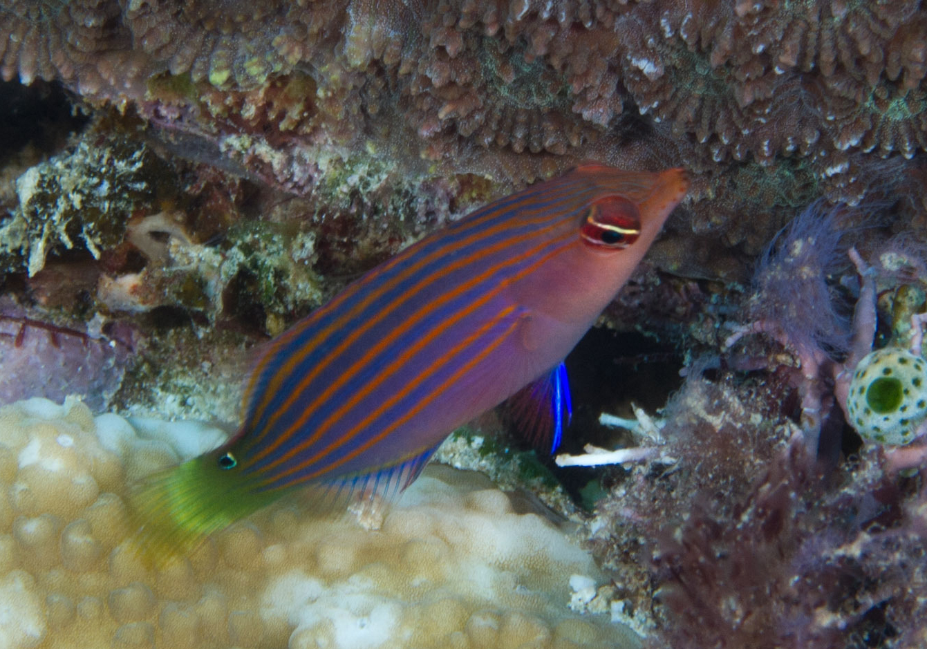 Sixline Wrasse (Pseudocheilinus hexataenia) - Bali Wildlife