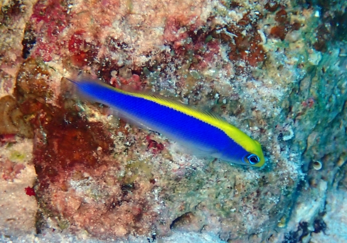 Sunrise Dottyback (Pseudochromis flavivertex) - Bali Wildlife