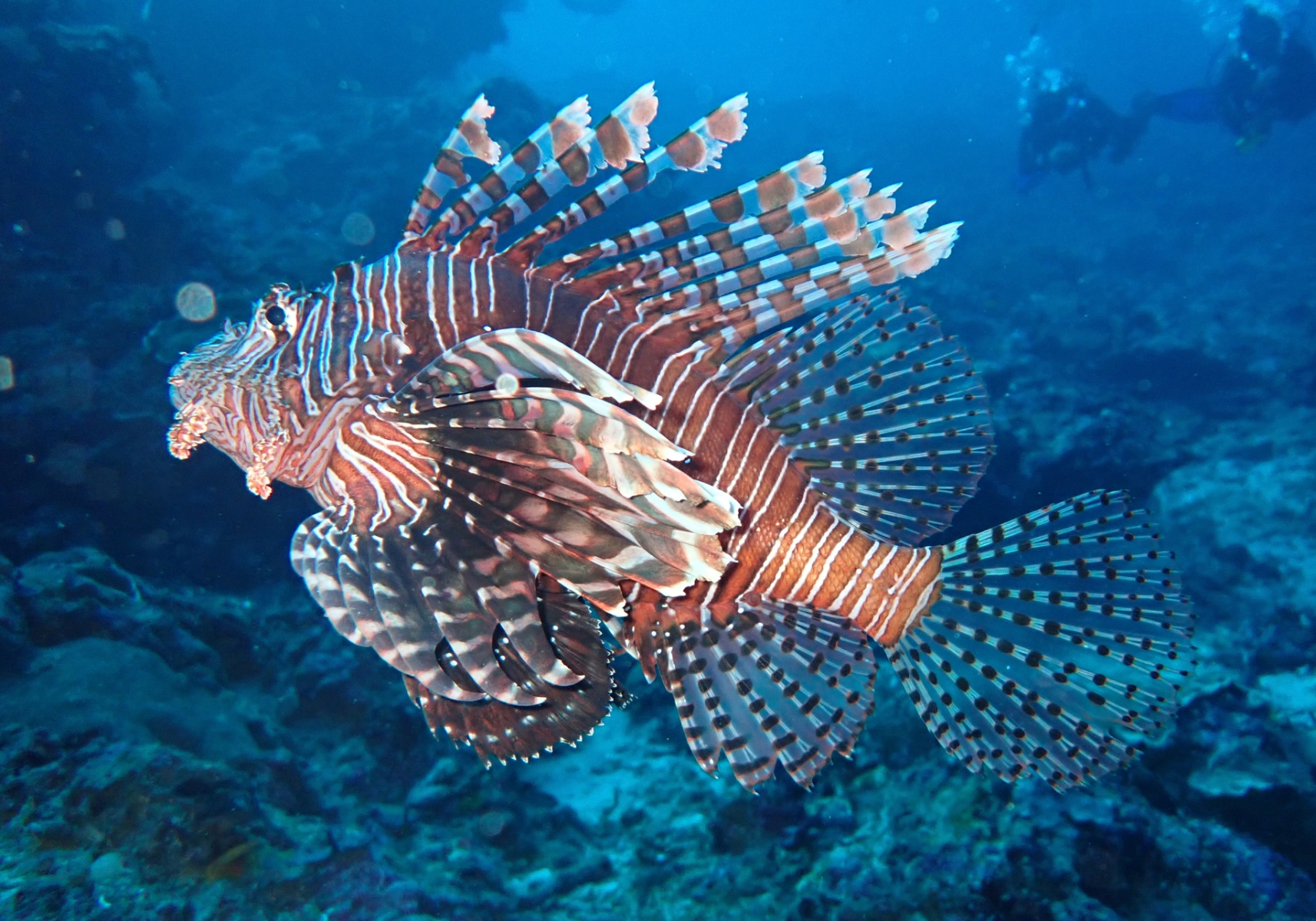 Common Lionfish Pterois Volitans Bali Wildlife Common Lionfish Pterois Volitans Bali Wildlife