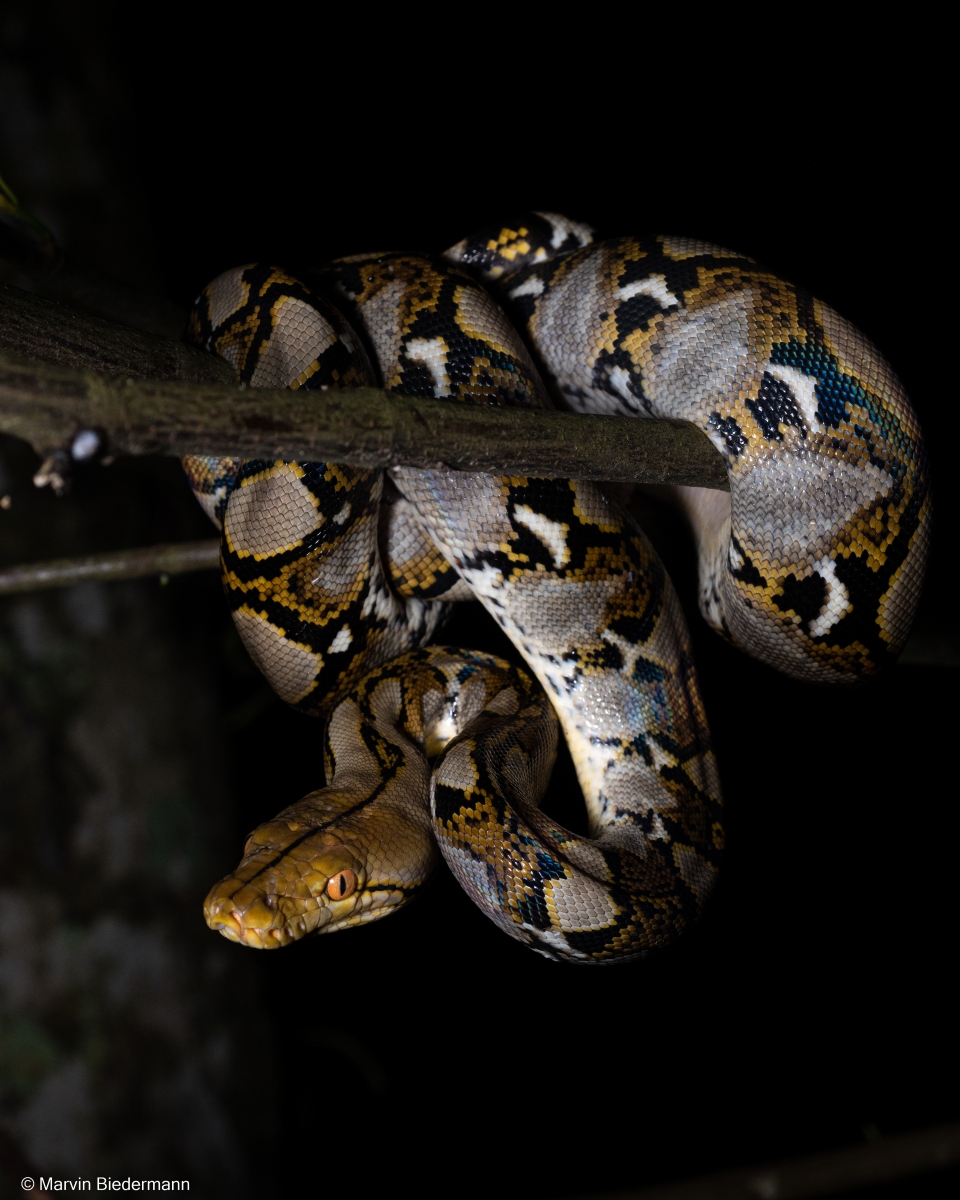 Reticulated Python
