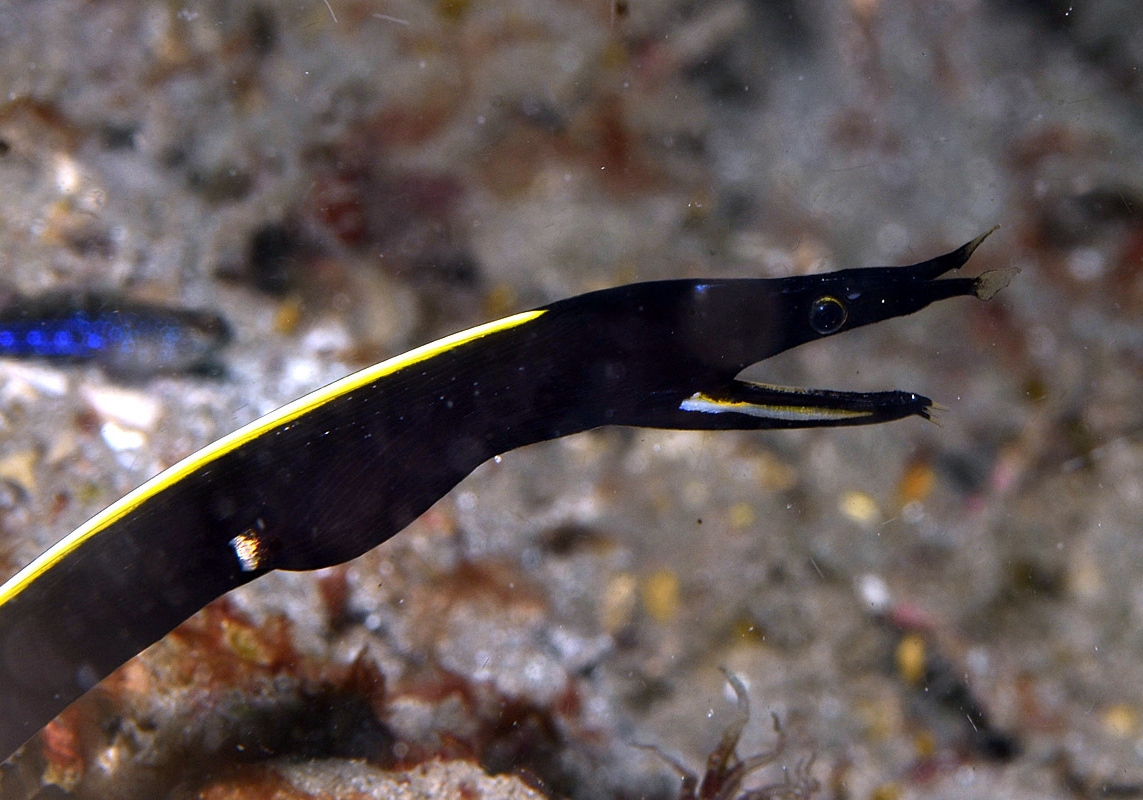 Ribbon Eel (Rhinomuraena quaesita) Bali Wildlife