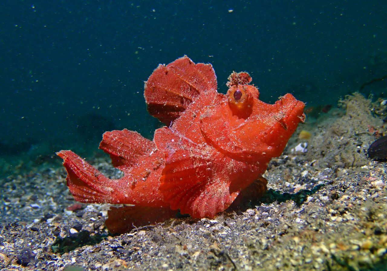 Paddle flap Scorpionfish Rhinopias Eschmeyeri Bali Wildlife