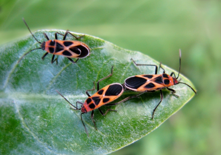 Seed Bugs (Tropidothorax fimbriatus) Bali Wildlife
