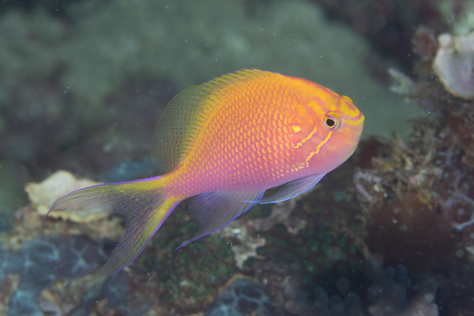 Hawk Anthias (Serranocirrhitus latus) - Bali Wildlife