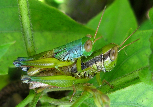 Short-horned Grasshopper (Caryanda spuria) - Bali Wildlife