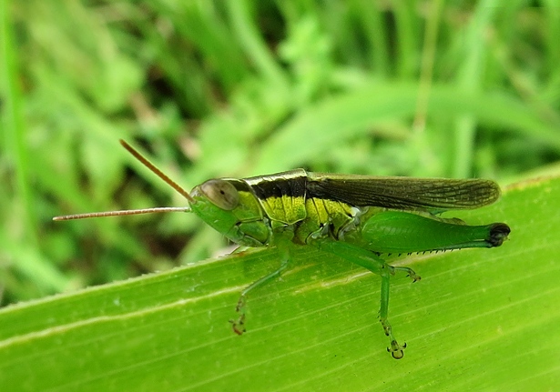 Short-horned Grasshopper (Caryanda spuria) - Bali Wildlife