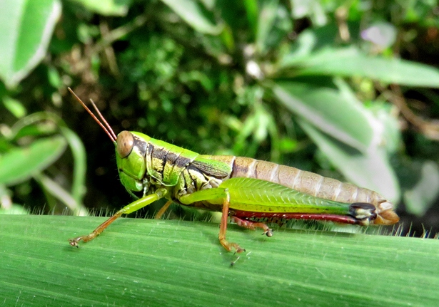 Short-horned Grasshopper (Caryanda spuria) - Bali Wildlife