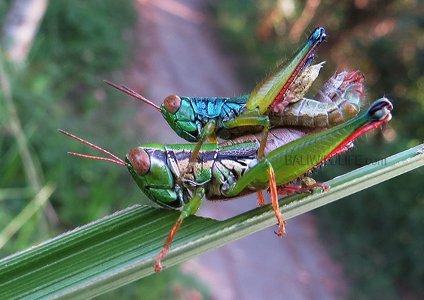 Short-horned Grasshopper (Caryanda spuria) - Bali Wildlife
