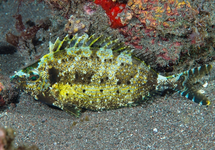 Forktail Rabbitfish (Siganus argenteus) - Bali Wildlife