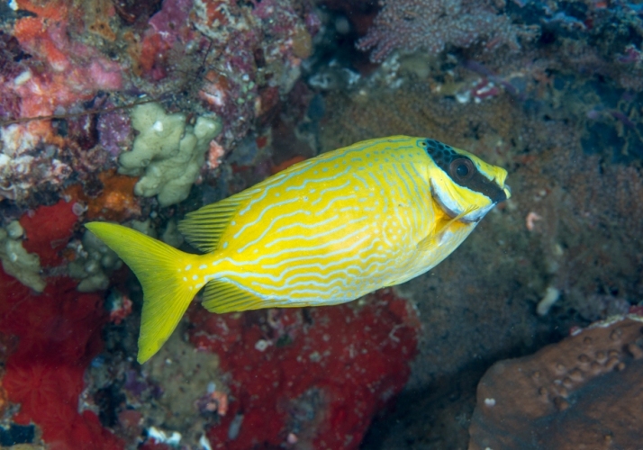 Masked Rabbitfish (Siganus puellus) - Bali Wildlife