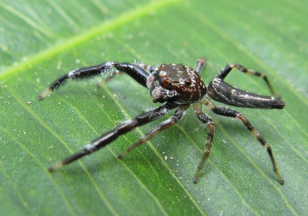 Six-spotted Jumping Spider (Bavia sexpunctata) - Bali Wildlife