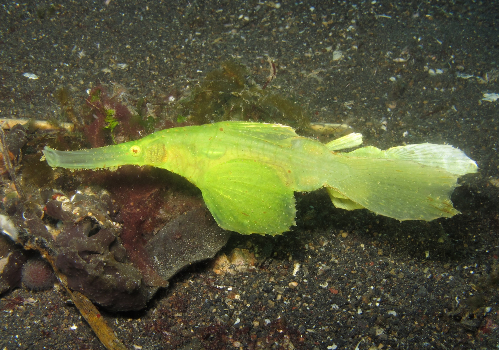 Robust Ghostpipefish (Solenostomus Cyanopterus) - Bali Wildlife