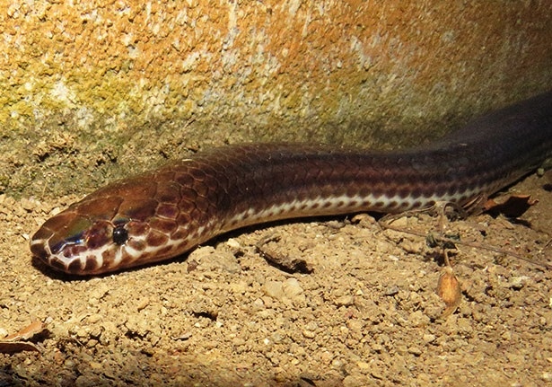 Chiroyli blowjob prelude