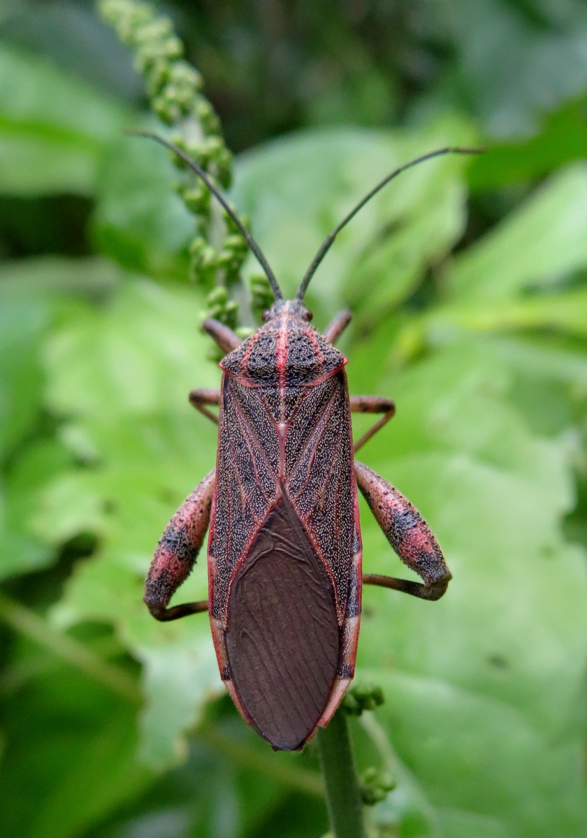 Sweet Potato Bug (Physomerus grossipes) - Bali Wildlife