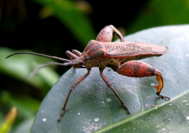 Sweet Potato Bug (Physomerus grossipes) - Bali Wildlife