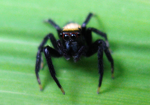 Sword-Bearing Thorelliola (Thorelliola ensifera) - Bali Wildlife