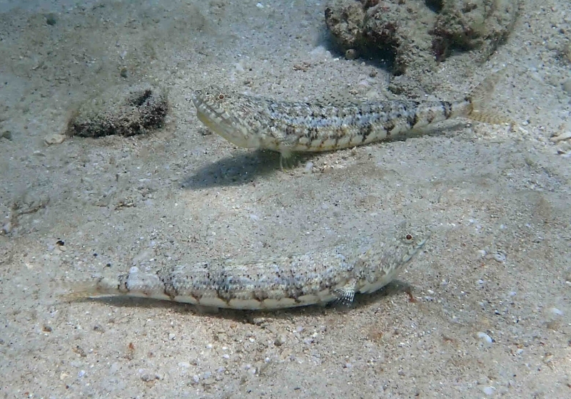 Bluestripe Lizardfish (Synodus dermatogenys) - Bali Wildlife