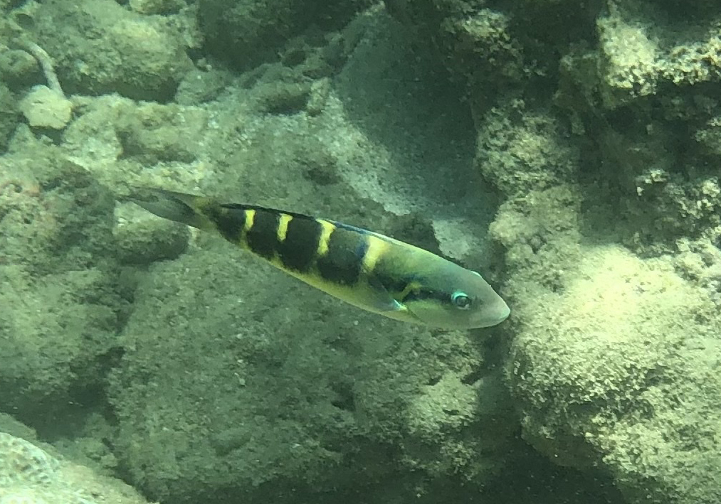 Jansen S Wrasse Thalassoma Jansenii Bali Wildlife