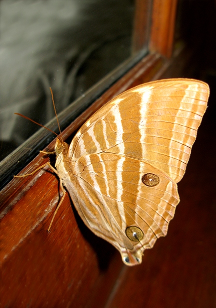 The Palm King (Amathusia phidippus) - Bali Wildlife