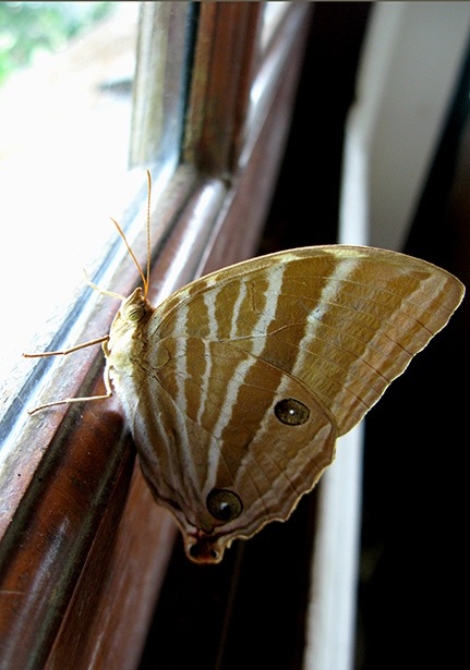 The Palm King (Amathusia phidippus) - Bali Wildlife