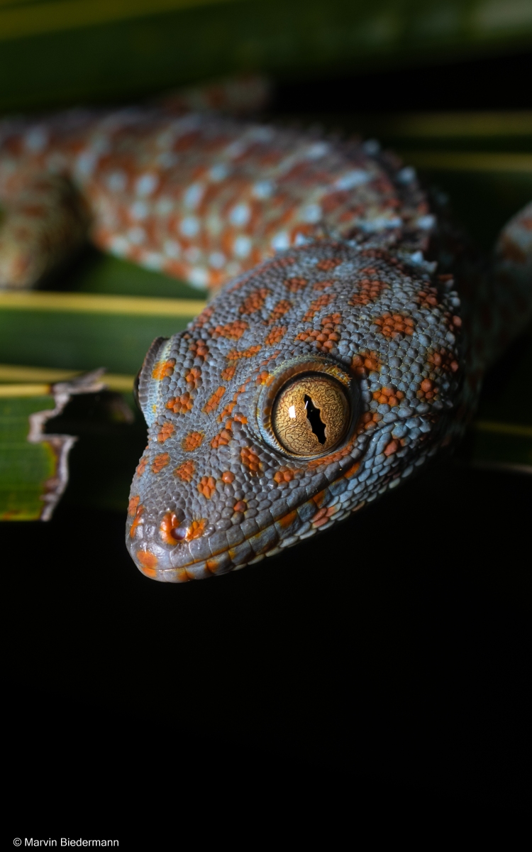 Tokay Gecko Bali Size