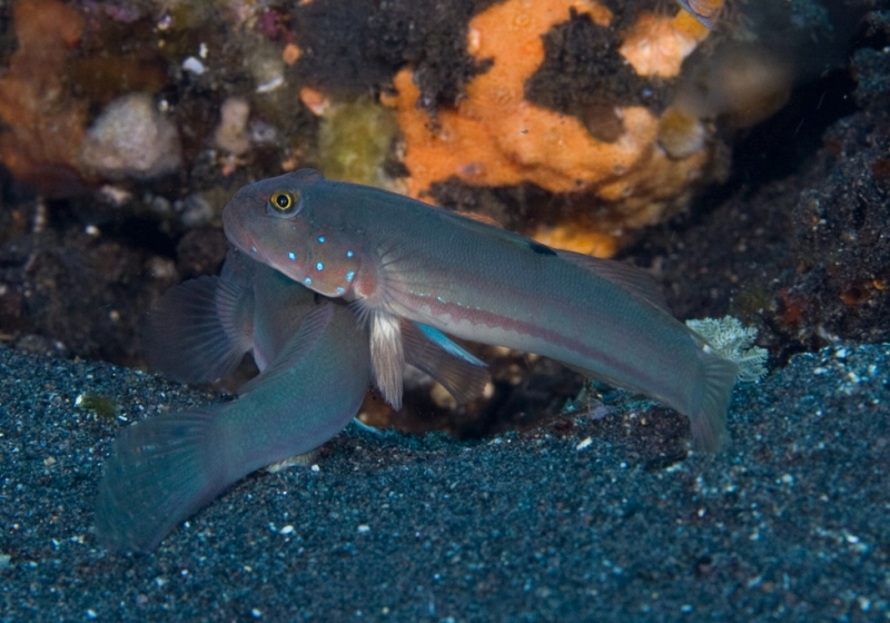 Sixspot Glidergoby (Valenciennea sexguttata)